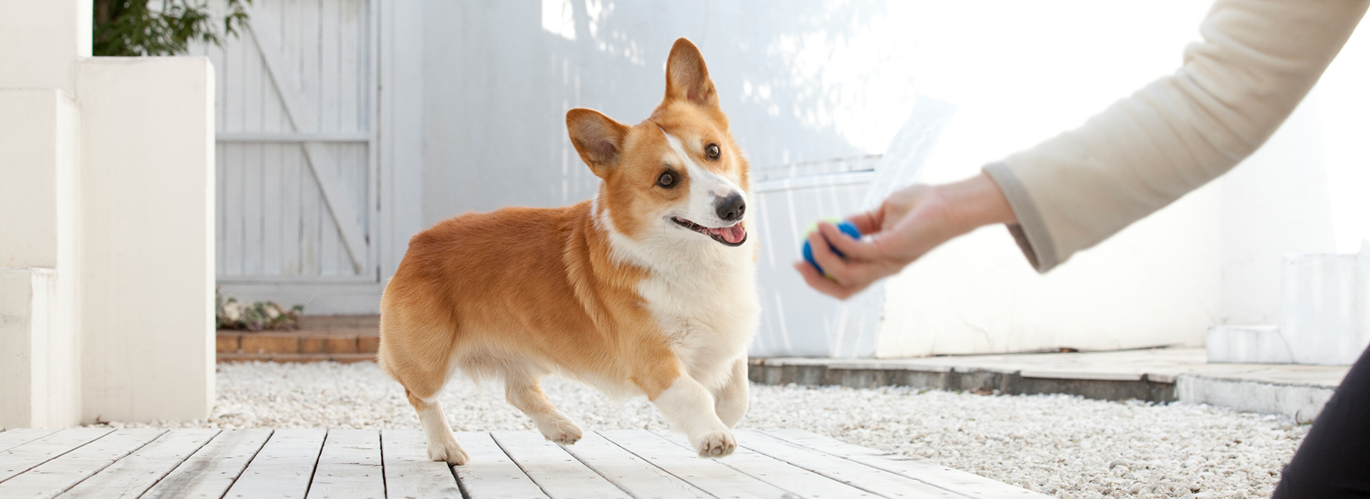 飼い主さんと一緒にトレーニング！