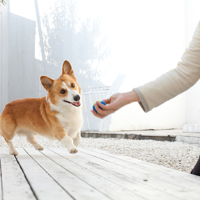 飼い主さんと一緒にトレーニング！